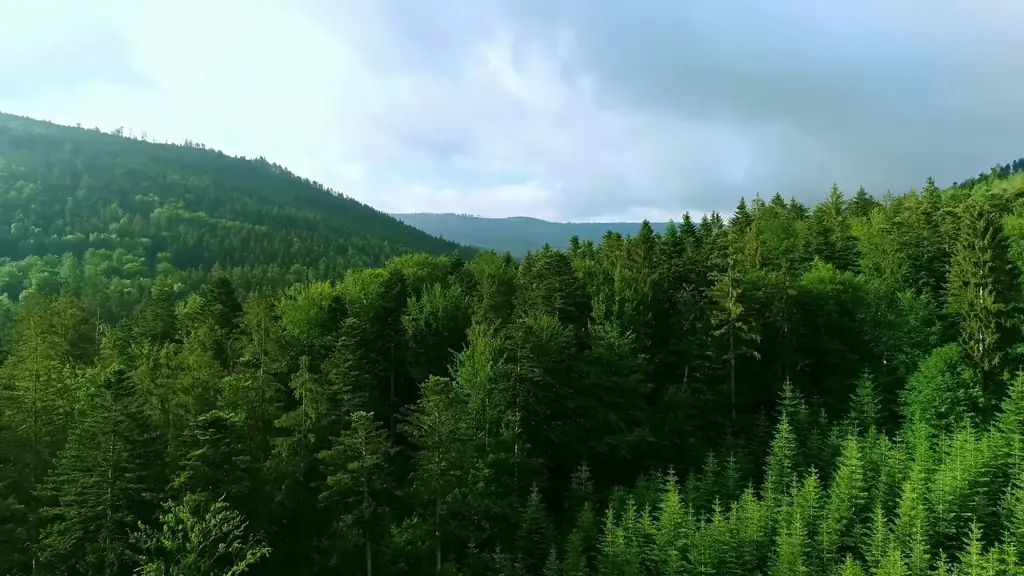 Forested terrain of the kind Helios™ covers where no tower has line of sight