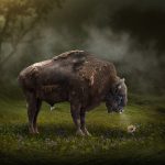 Wildlife - American bison