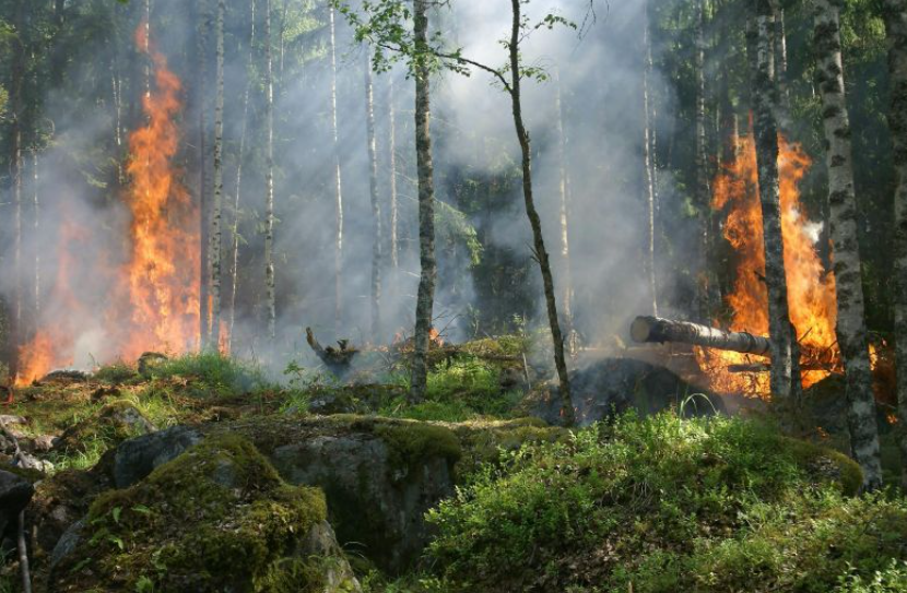 Addressing Global Wildfire Risks in the Wildland-Urban Interface: The Imperative for AI Early Detection